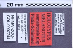 Etikette zu Melanotus sumatrensis (Platia & Schimmel, 2001) (NHMW-ZOO-COL-0007744)